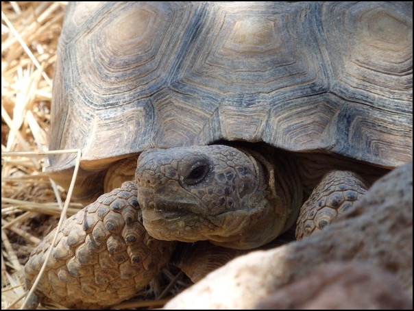 Desert tortoise female gazing